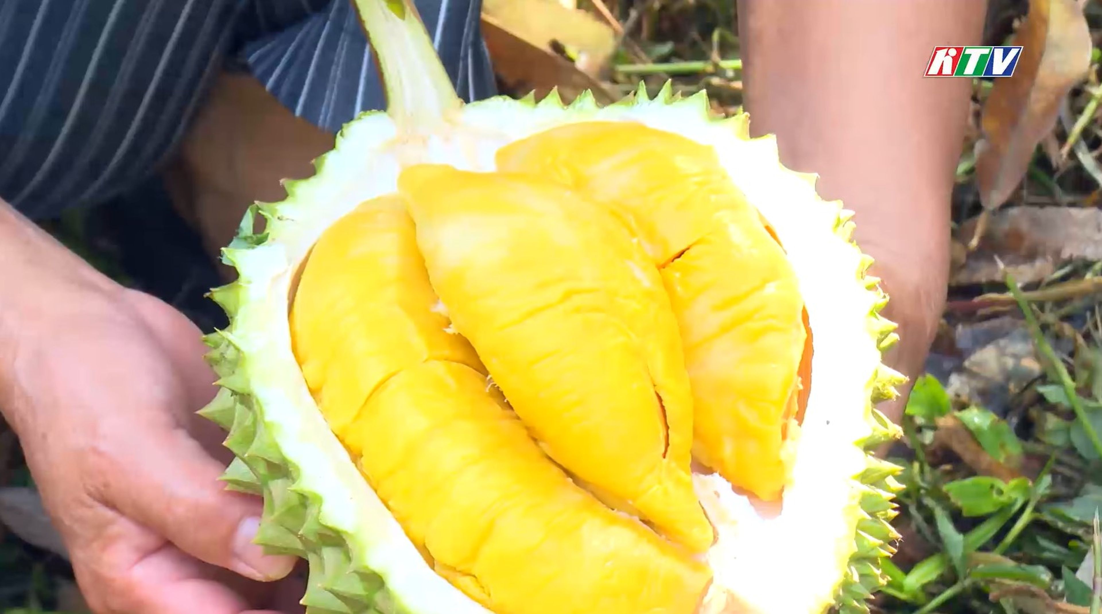 Trải nghiệm du lịch miệt vườn: Khám phá hương vị sầu riêng Đông Khánh Sơn - Hình 1